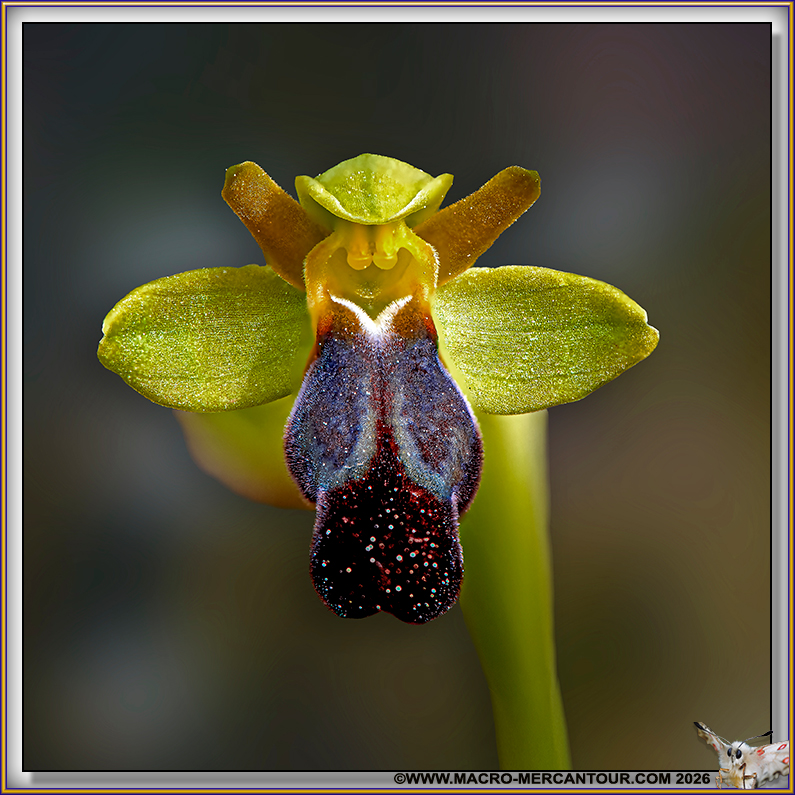 Ophrys des lupercales